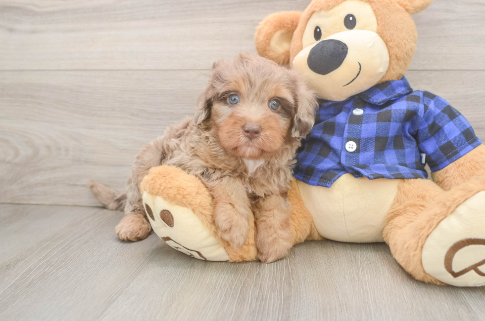 5 week old Mini Labradoodle Puppy For Sale - Florida Fur Babies