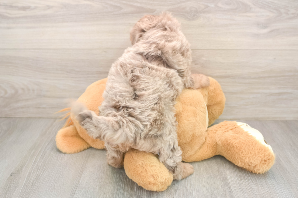 Cute Mini Labradoodle Baby