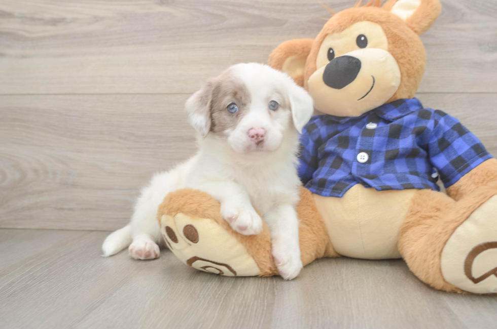 5 week old Mini Labradoodle Puppy For Sale - Florida Fur Babies