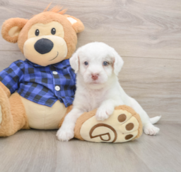 5 week old Mini Labradoodle Puppy For Sale - Florida Fur Babies