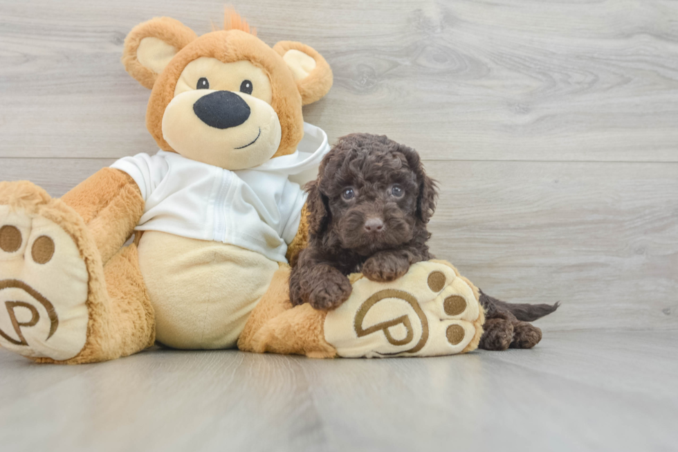 Popular Mini Labradoodle Poodle Mix Pup