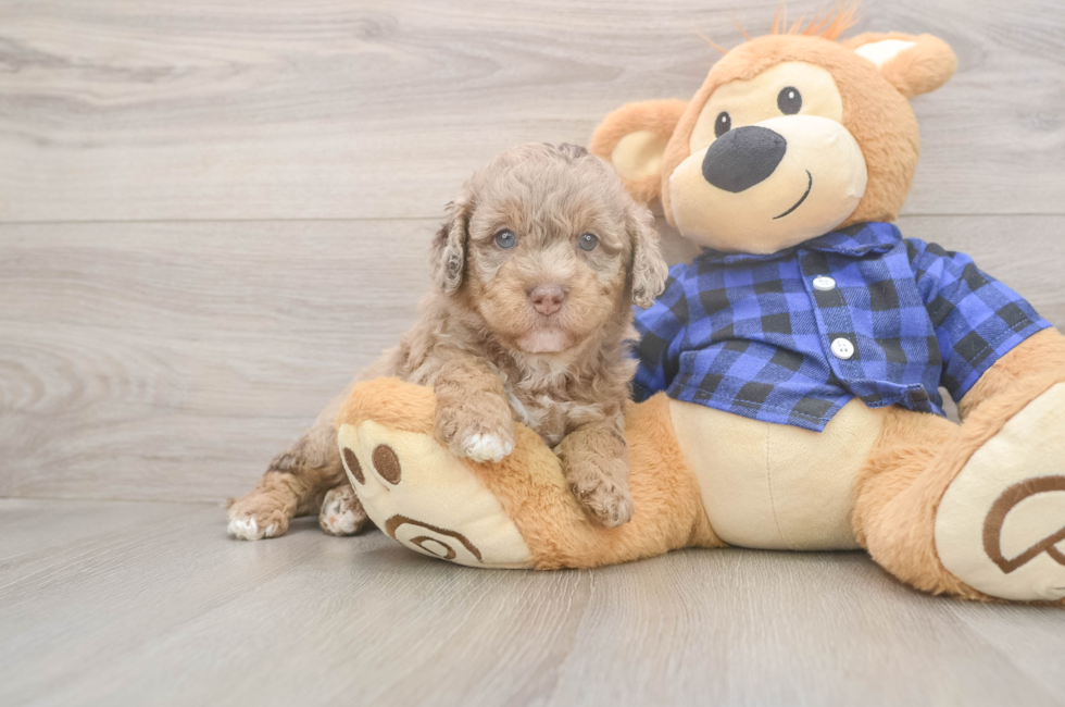 5 week old Mini Labradoodle Puppy For Sale - Florida Fur Babies