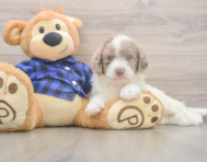 6 week old Mini Labradoodle Puppy For Sale - Florida Fur Babies