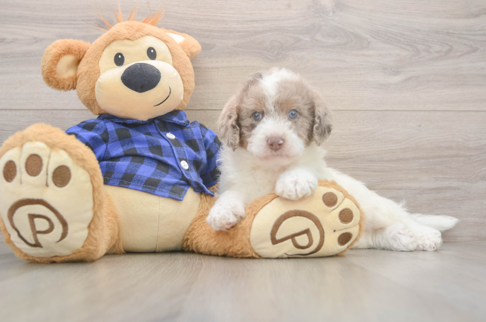 5 week old Mini Labradoodle Puppy For Sale - Florida Fur Babies