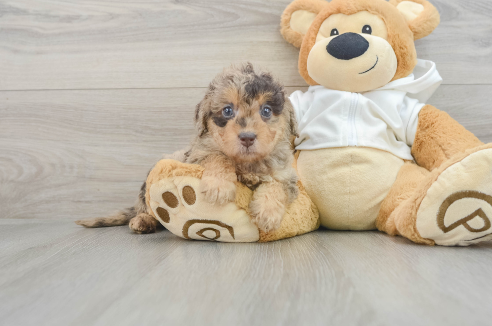 7 week old Mini Labradoodle Puppy For Sale - Florida Fur Babies