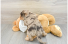 Adorable Labrapoo Poodle Mix Puppy