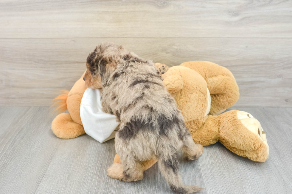 Adorable Labrapoo Poodle Mix Puppy