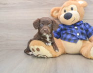 7 week old Mini Labradoodle Puppy For Sale - Florida Fur Babies