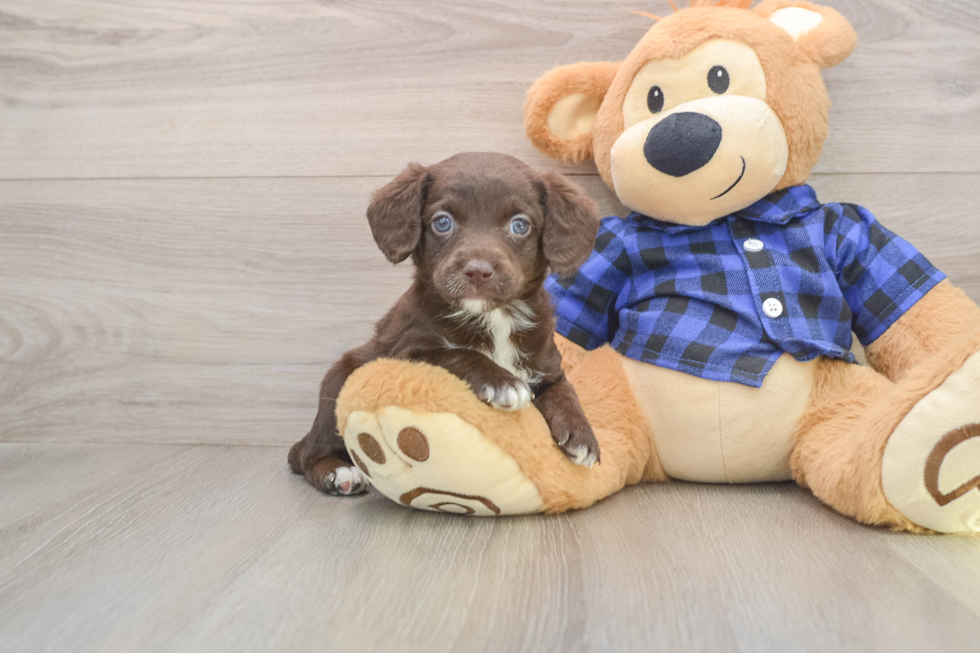 Best Mini Labradoodle Baby