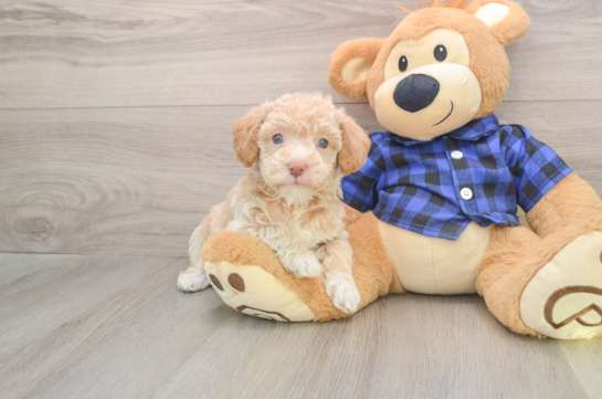 Fluffy Mini Labradoodle Poodle Mix Pup