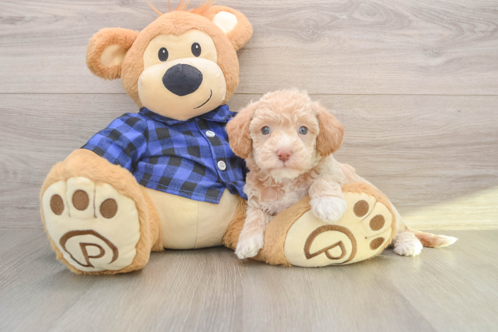 Little Labrapoo Poodle Mix Puppy