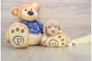 Mini Labradoodle Puppy for Adoption