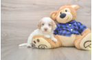 Mini Labradoodle Puppy for Adoption