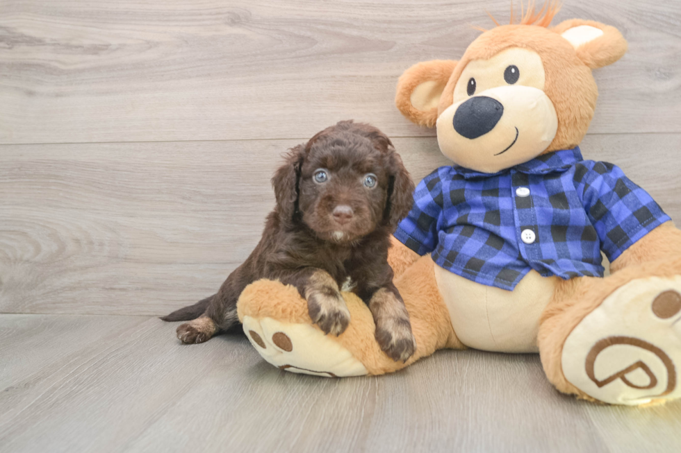 Best Mini Labradoodle Baby