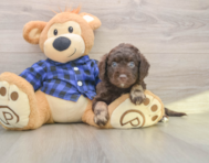 7 week old Mini Labradoodle Puppy For Sale - Florida Fur Babies