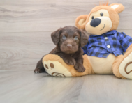 7 week old Mini Labradoodle Puppy For Sale - Florida Fur Babies