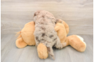 Mini Labradoodle Pup Being Cute