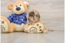 Sweet Mini Labradoodle Baby