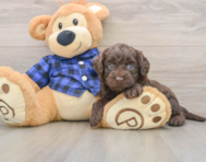 5 week old Mini Labradoodle Puppy For Sale - Florida Fur Babies