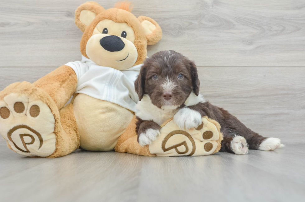 6 week old Mini Labradoodle Puppy For Sale - Florida Fur Babies