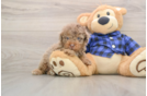 Sweet Mini Labradoodle Baby