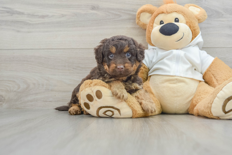 Small Mini Labradoodle Baby