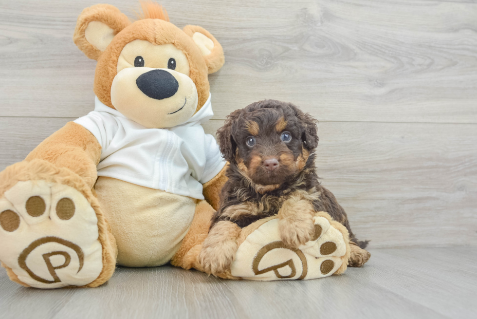 Mini Labradoodle Pup Being Cute