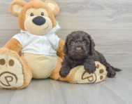 8 week old Mini Labradoodle Puppy For Sale - Florida Fur Babies