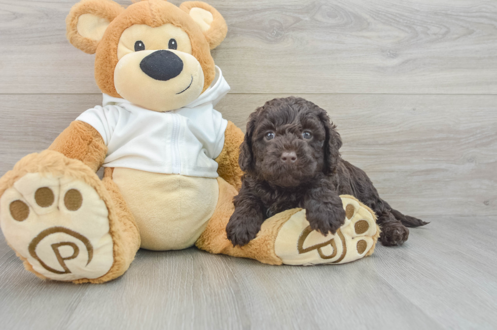 7 week old Mini Labradoodle Puppy For Sale - Florida Fur Babies