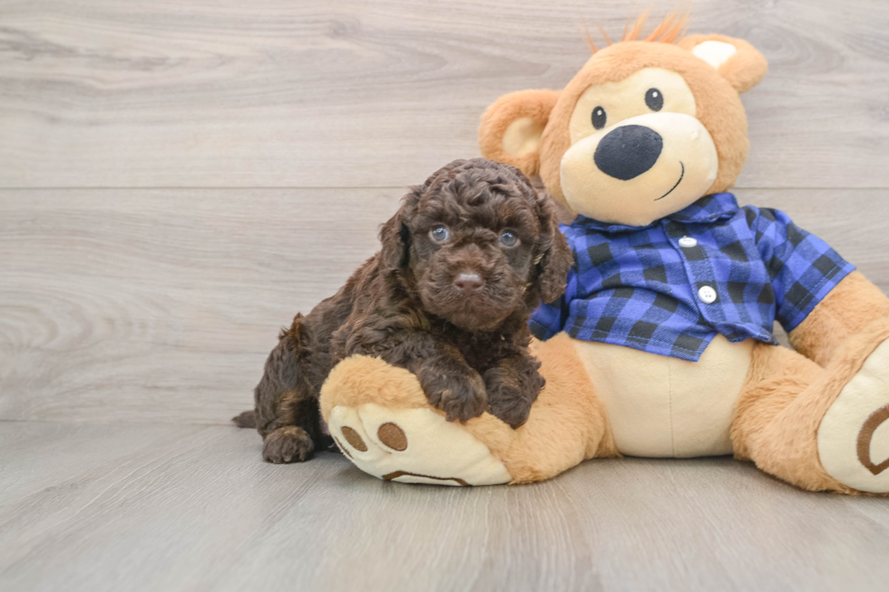 Best Mini Labradoodle Baby