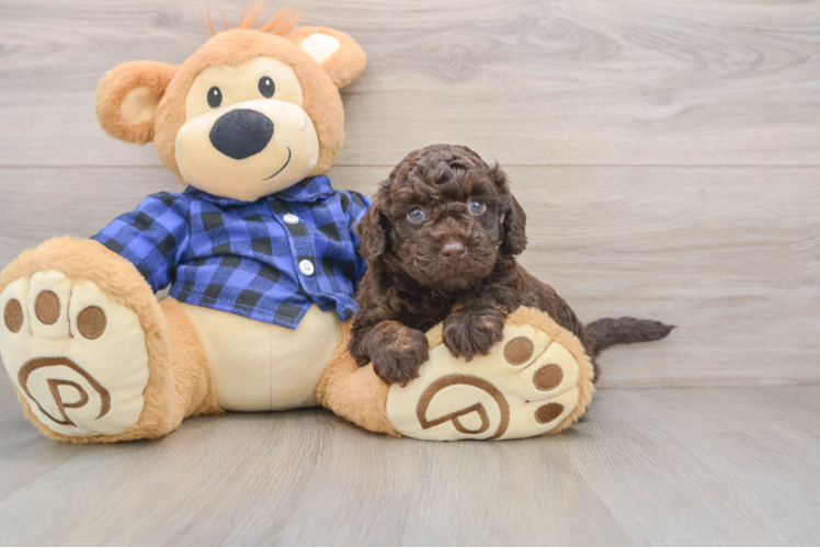 Best Mini Labradoodle Baby