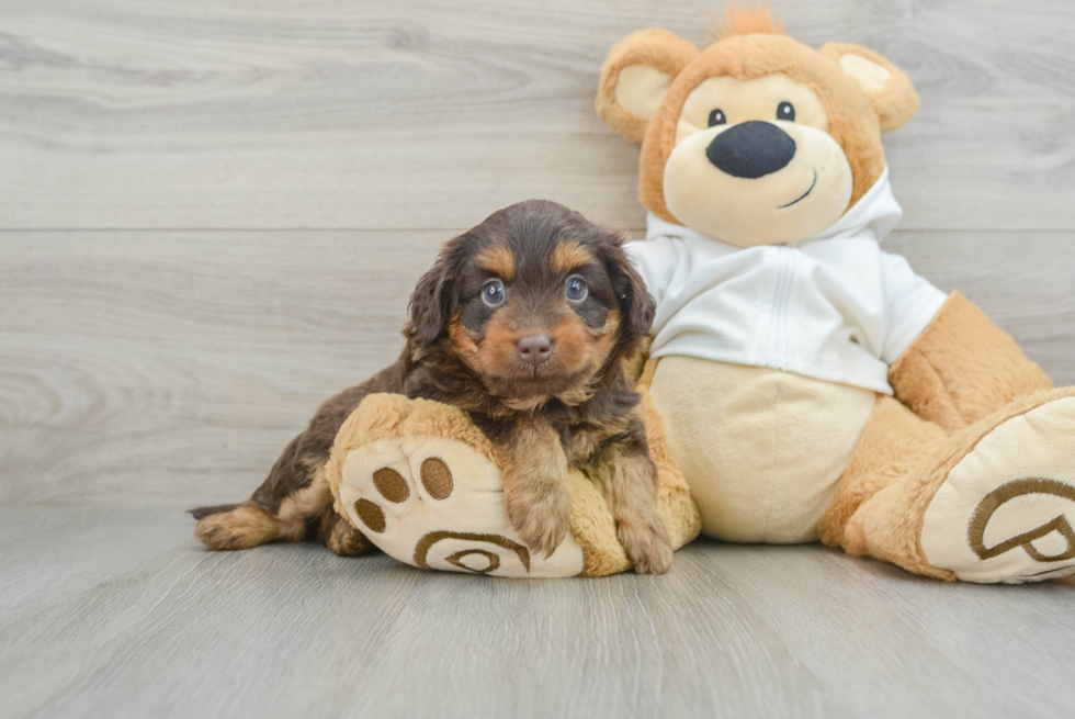 Best Mini Labradoodle Baby