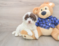 5 week old Mini Labradoodle Puppy For Sale - Florida Fur Babies