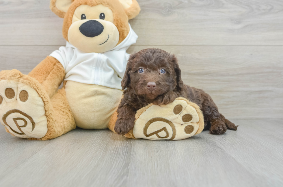 7 week old Mini Labradoodle Puppy For Sale - Florida Fur Babies