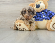 6 week old Mini Labradoodle Puppy For Sale - Florida Fur Babies