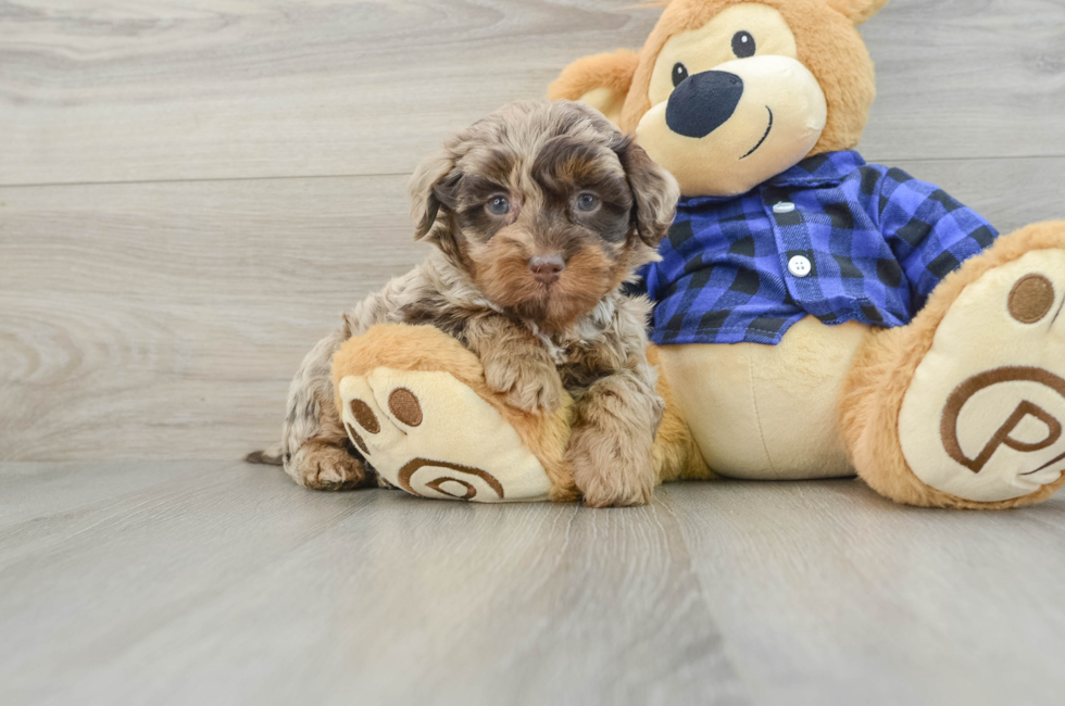 6 week old Mini Labradoodle Puppy For Sale - Florida Fur Babies