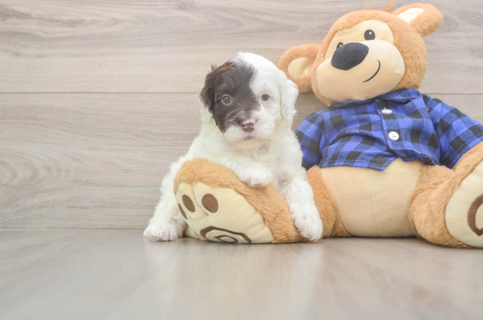 5 week old Mini Labradoodle Puppy For Sale - Florida Fur Babies