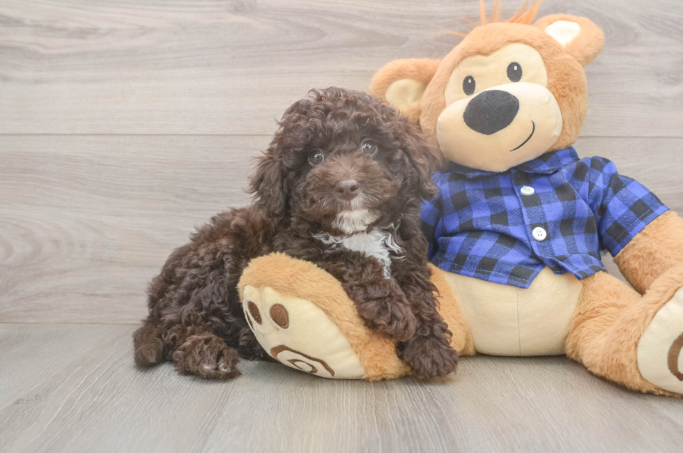 8 week old Mini Labradoodle Puppy For Sale - Florida Fur Babies