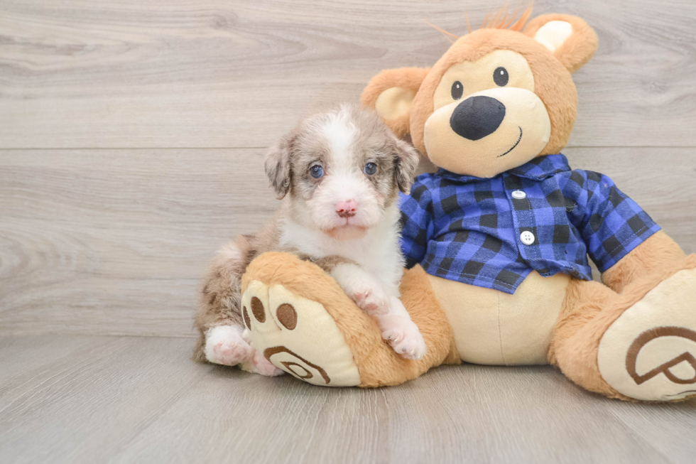 Adorable Labrapoo Poodle Mix Puppy