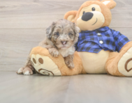 5 week old Mini Labradoodle Puppy For Sale - Florida Fur Babies