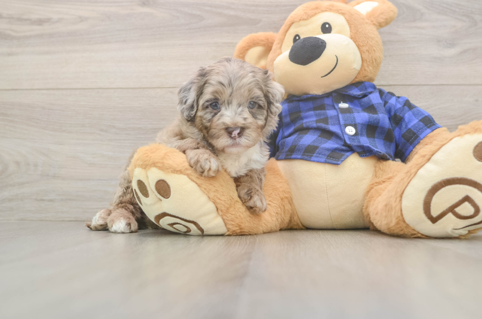 5 week old Mini Labradoodle Puppy For Sale - Florida Fur Babies
