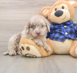 7 week old Mini Labradoodle Puppy For Sale - Florida Fur Babies