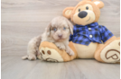 Mini Labradoodle Pup Being Cute