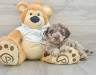 6 week old Mini Labradoodle Puppy For Sale - Florida Fur Babies