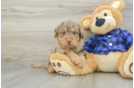 Hypoallergenic Labrapoo Poodle Mix Puppy