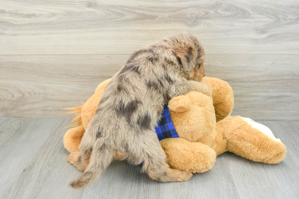 Sweet Mini Labradoodle Baby