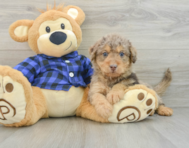 6 week old Mini Labradoodle Puppy For Sale - Florida Fur Babies