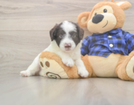 5 week old Mini Labradoodle Puppy For Sale - Florida Fur Babies