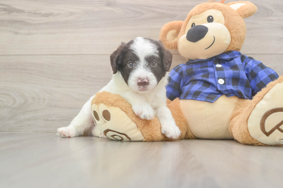 5 week old Mini Labradoodle Puppy For Sale - Florida Fur Babies