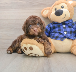 5 week old Mini Labradoodle Puppy For Sale - Florida Fur Babies